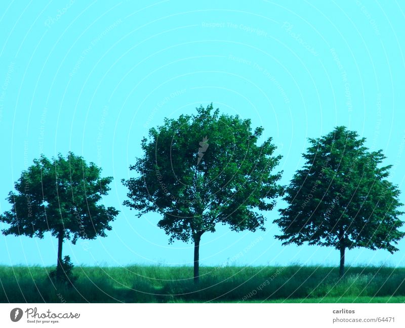 drei Freunde 3 Baum Allee Straßenrand Himmel Schönes Wetter Silhouette Linde lindenstrasse mutter beimer else kling