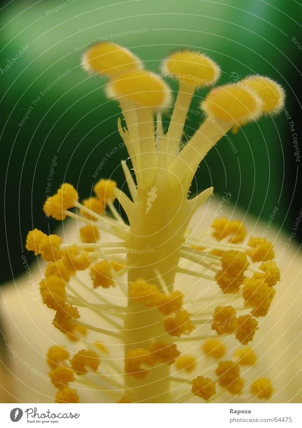 Insektenlocker - Ran an die Röhre! Zimmerpflanze Pflanze Hibiscus Malvengewächse Blüte Staubfäden Pollen Fortpflanzung Fertilisation Evolution lang gelb grün
