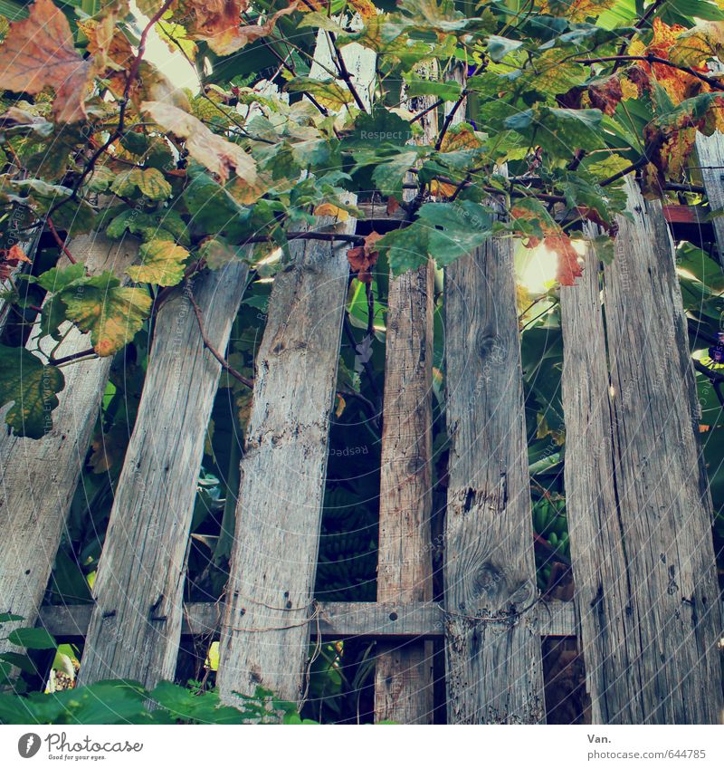 Alt wie ein Zaun... Natur Herbst Pflanze Sträucher Ranke Wein grau grün alt Bruch verrotten Bretterzaun Farbfoto mehrfarbig Außenaufnahme Nahaufnahme