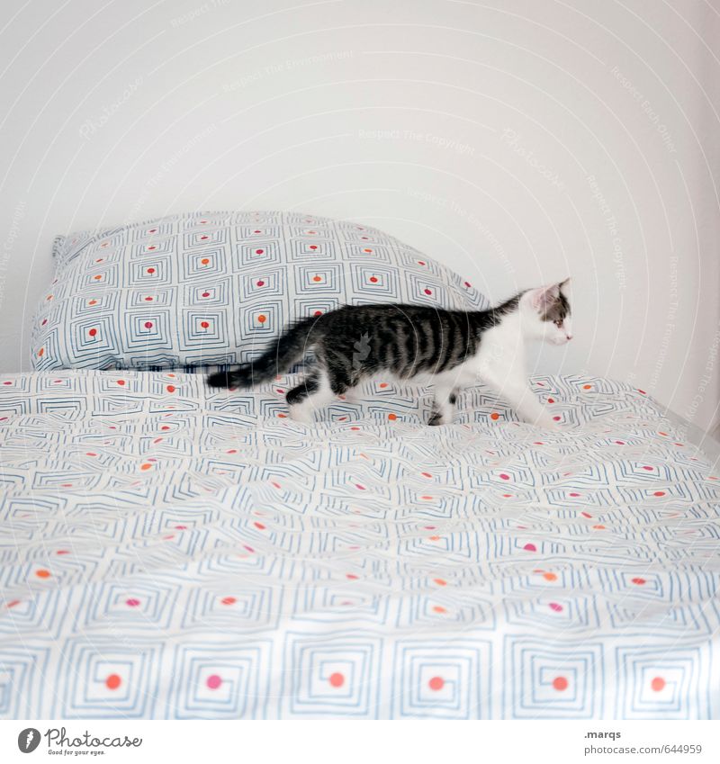 Entdecken Wohnung Bett Tier Haustier Katze 1 Tierjunges entdecken gehen ästhetisch Neugier Suche niedlich hell Farbfoto Innenaufnahme Menschenleer