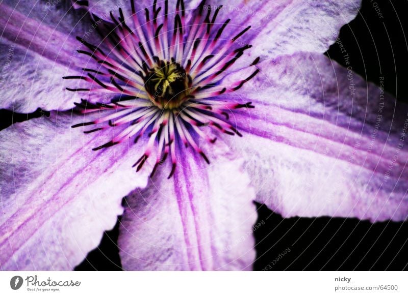 purple dingsda Blume Blatt violett Pflanze rosa schwarz Sommer Wachstum flower Stempel stamp black Garten grow garden