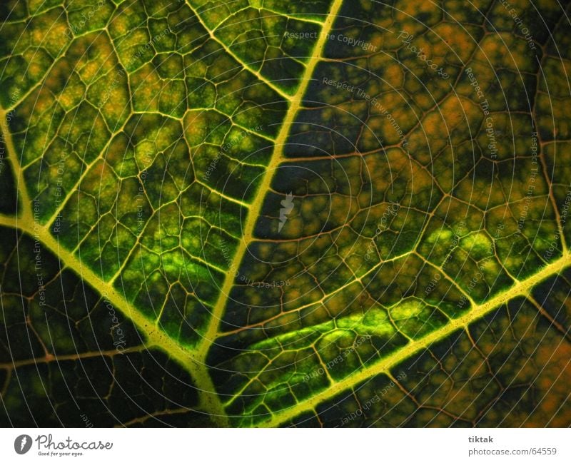 Alle Wege führen zur Wurzel Blatt Gefäße Blattunterseite Botanik Pflanze grün gelb braun Blattadern Licht Beleuchtung welk Blattgrün Wachstum Versorgung Physik