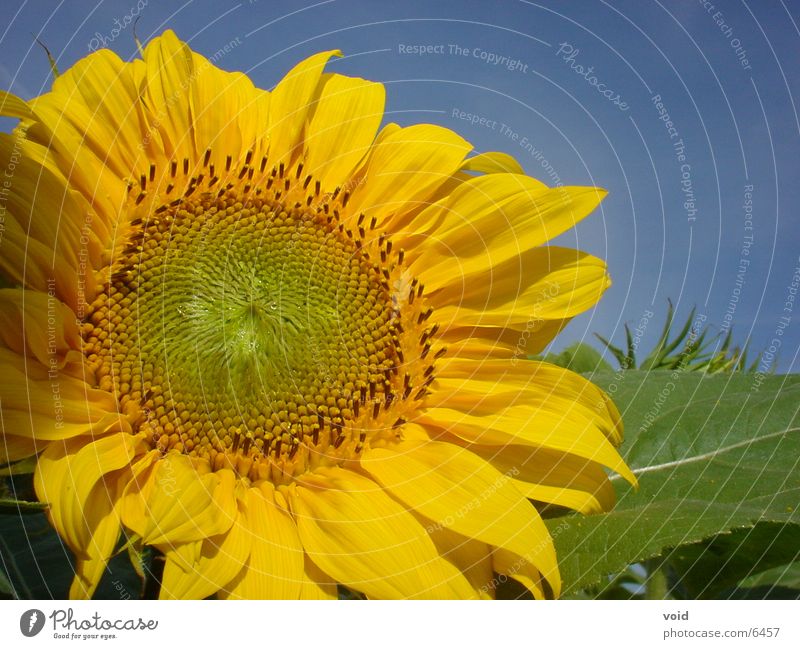 Sonnenblume Blume