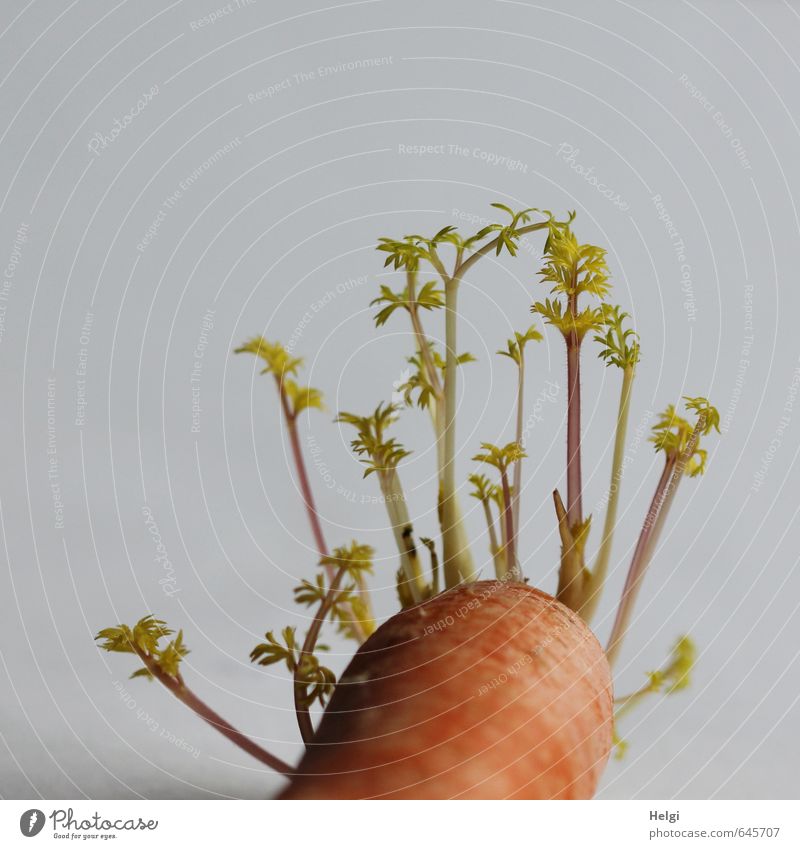 zweites Leben... Lebensmittel Gemüse Möhre Pflanze alt liegen Wachstum authentisch außergewöhnlich einfach einzigartig natürlich grün orange Kraft Hoffnung