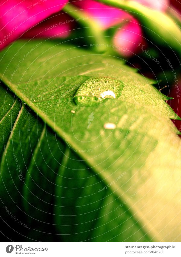 drops Rose Blume Blatt grün rosa mehrfarbig Wassertropfen Seil Makroaufnahme Pflanze Natur