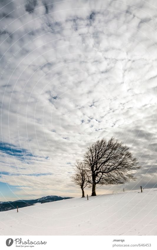 Ausgebucht Ausflug Winterurlaub Natur Landschaft Himmel Wolken Baum Buche Hügel Erholung einfach hell natürlich schön Stimmung Farbfoto Außenaufnahme