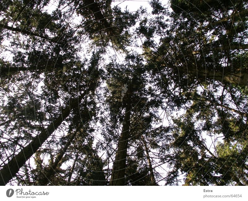 Grünes Dach grün beruhigend Baum dunkel Wald eng Außenaufnahme Himmel Natur hell Deutschland Zufriedenheit Baumstamm bestrebend