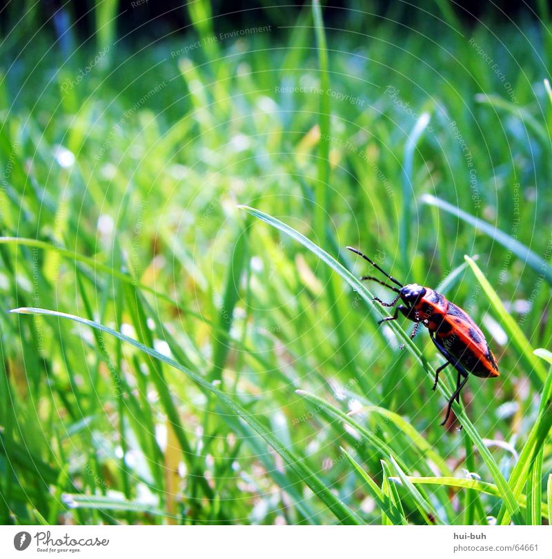 käferhalm Gras Tier grün springen Beine rot Feuerkäfer Halm mehrere Käfer frühlin sitzen viele Kanu Einsamkeit