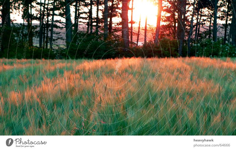 Die angenehme Stimmung der Natur Feld Baum Sonnenuntergang
