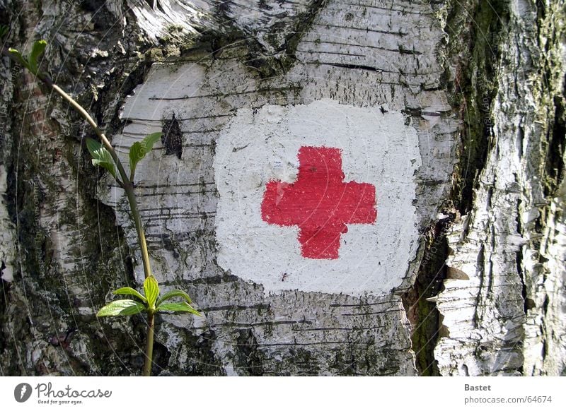 Wegmarkierung rot weiß Birke Baumrinde Pflanze Zeichen Schilder & Markierungen Rücken