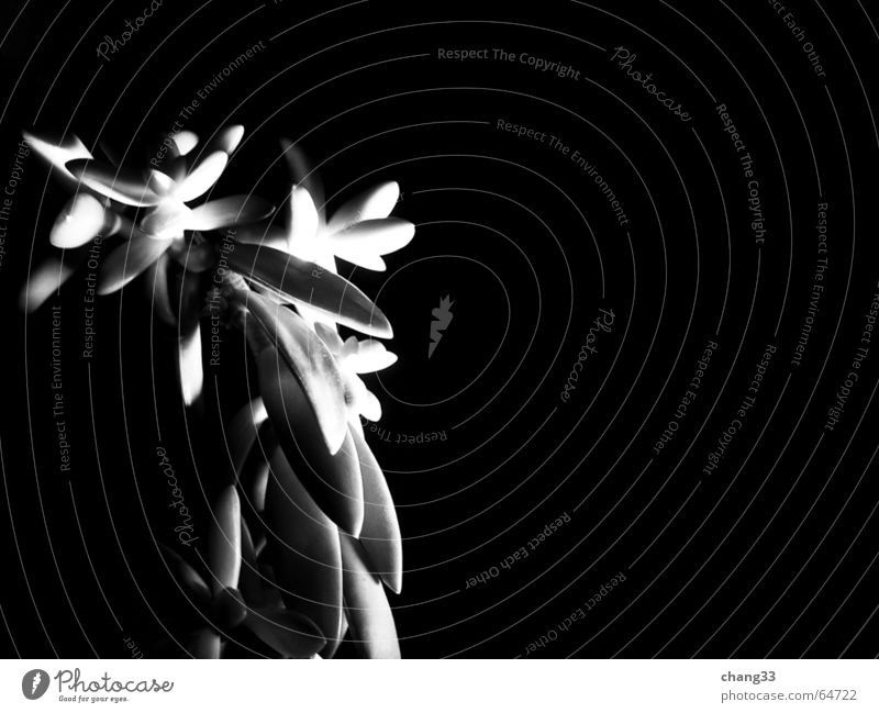 light & shadow photography - plant_1 Pflanze Wolfsmilchgewächse Botanik schwarz und weiß menschenähnlich kein hintergrund