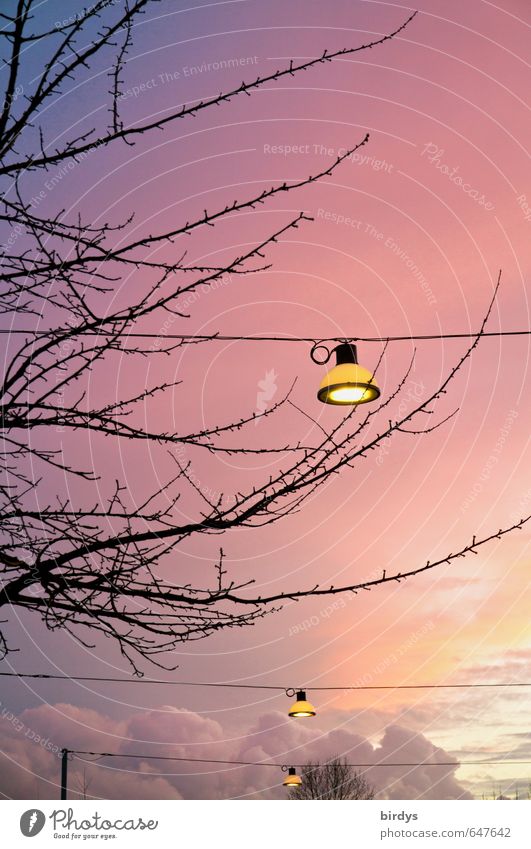 Lichter Himmel Wolken Sonnenaufgang Sonnenuntergang Sonnenlicht Baum Ast Straßenbeleuchtung leuchten ästhetisch positiv schön einzigartig Farbe Horizont