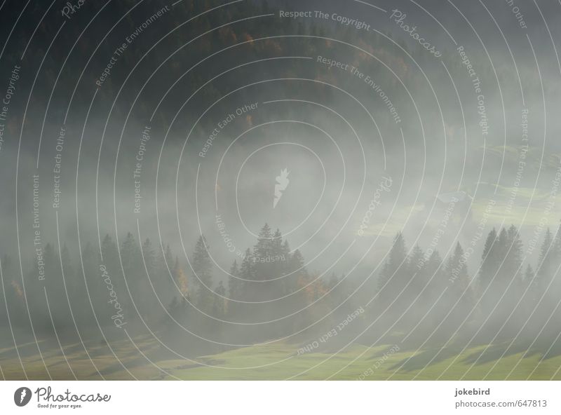 Da unten im Tale Nebel Nadelbaum Nadelwald grün Natur Rauchwolke Farbfoto Außenaufnahme Menschenleer Textfreiraum Mitte