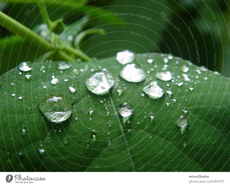 plitsch platsch Regen Blatt grün Wassertropfen