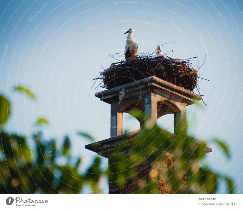 Wachtturm für Störche Wolkenloser Himmel Schornstein Wildtier Storch Tier Tierpaar Zusammensein natürlich oben Wärme Geborgenheit Romantik Idylle Leben