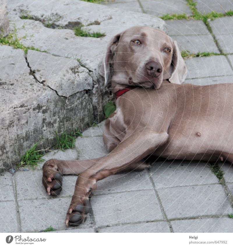 halbe Sachen | Tia... Tier Haustier Hund Weimaraner 1 liegen Blick authentisch Freundlichkeit schön einzigartig Neugier braun grau grün Zufriedenheit Vertrauen