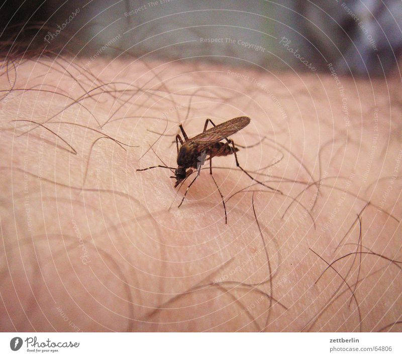 Gelassenheit Stechmücke Insektenstich Sommer Juckreiz saugen Finanzamt Schmerz malaria tropenkrankheiten ansteckungsgefahr geben ist seliger denn nehmen Stich