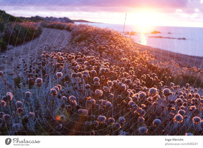 tramonto del sole mit Strandnelken Landschaft Wasser Sonnenaufgang Sonnenuntergang Sommer Schönes Wetter Blume Blüte Küste Menschenleer Wege & Pfade Sand