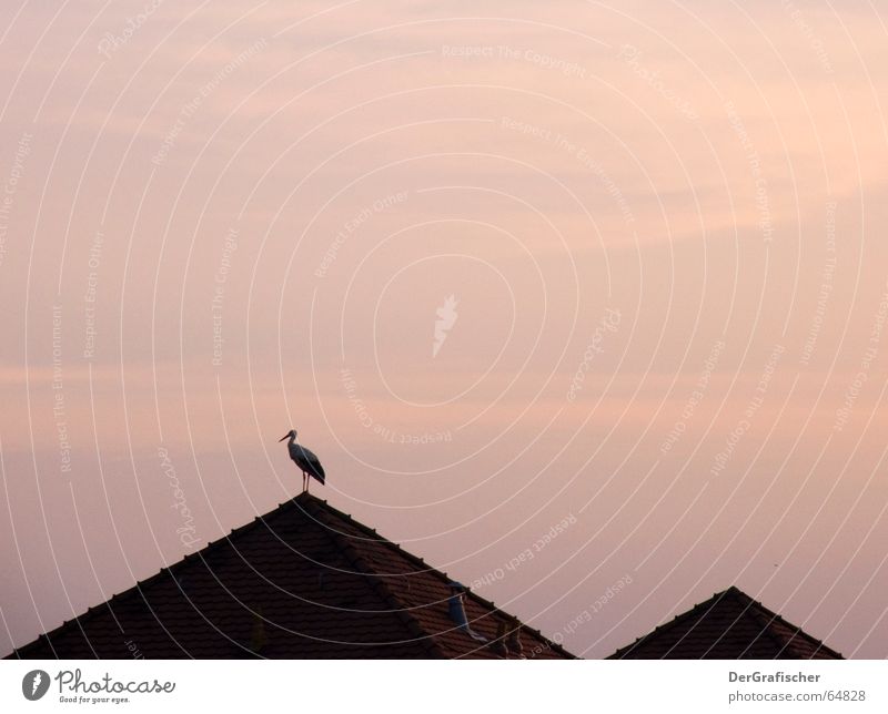 Lonesome Storch Einsamkeit Dämmerung Vogel Dach Dachgiebel Gegenlicht Nachkommen ruhig Ferne Sehnsucht Abend Morgen Pyramide Himmel Abenddämmerung Silhouette