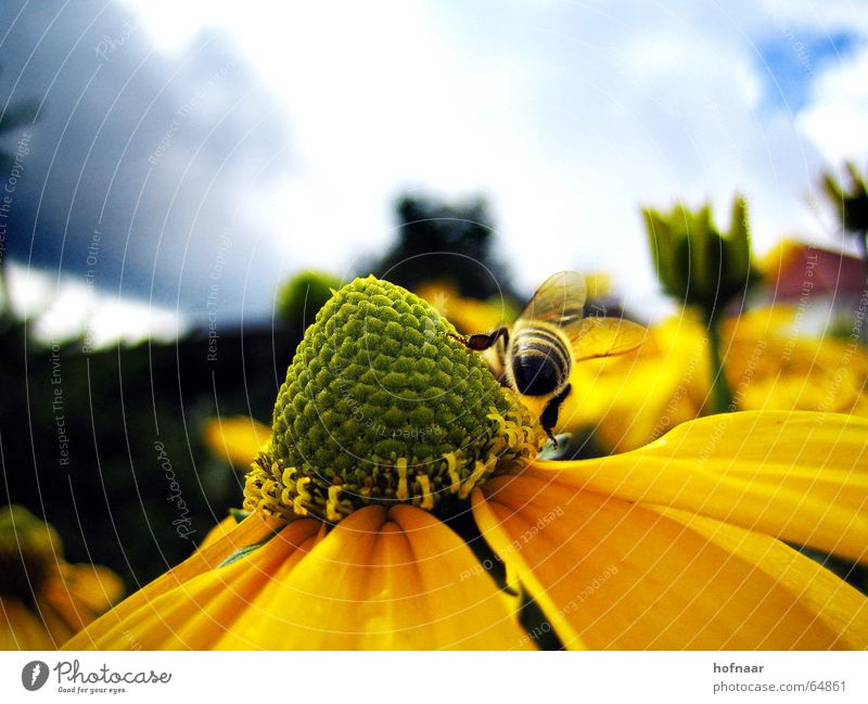 Summertime Honig Wespen Insekt Sommer Blume gelb Wolken Blüte Himmel Sonne hofnaar Pollen Ernährung