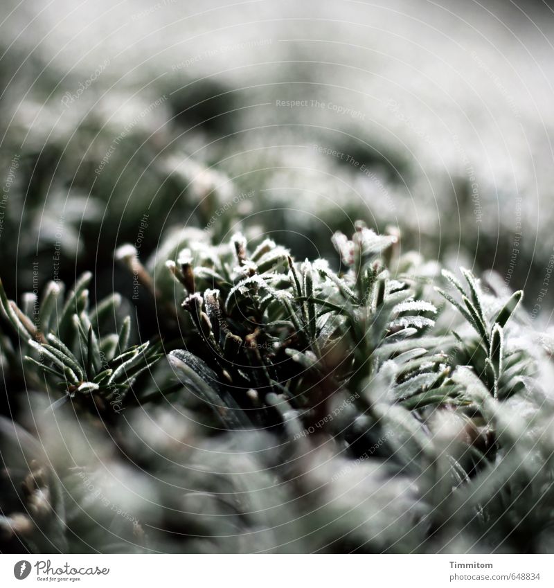 Saisonüblich. Umwelt Natur Pflanze Winter Eis Frost Hecke natürlich grün schwarz weiß kalt Farbfoto Außenaufnahme Nahaufnahme Menschenleer Tag