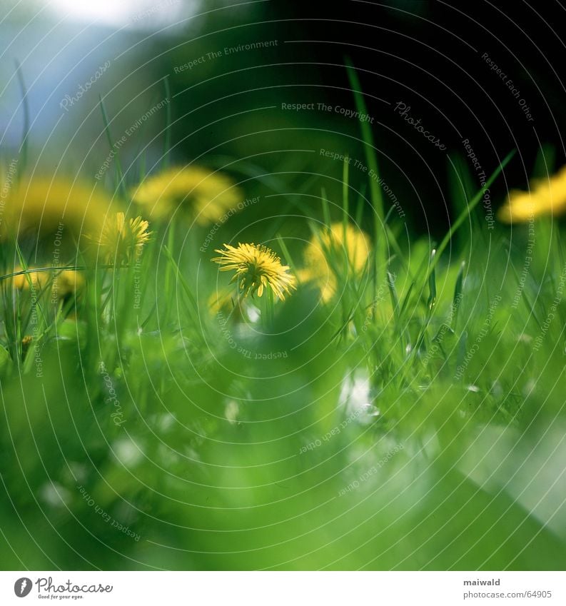 25. Mai Wiese Blume Blüte Löwenzahn Gras grün gelb knallig Frühling mehrfarbig Freizeit & Hobby faulenzen träumen Außenaufnahme Tiefenschärfe Froschperspektive