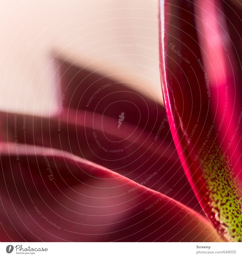 Sukkulente #1 Natur Pflanze Blatt Grünpflanze Sukkulenten elegant exotisch glänzend schön Spitze rot Wachstum Bogen Ecke Mexiko Rosette Echeverie Farbfoto