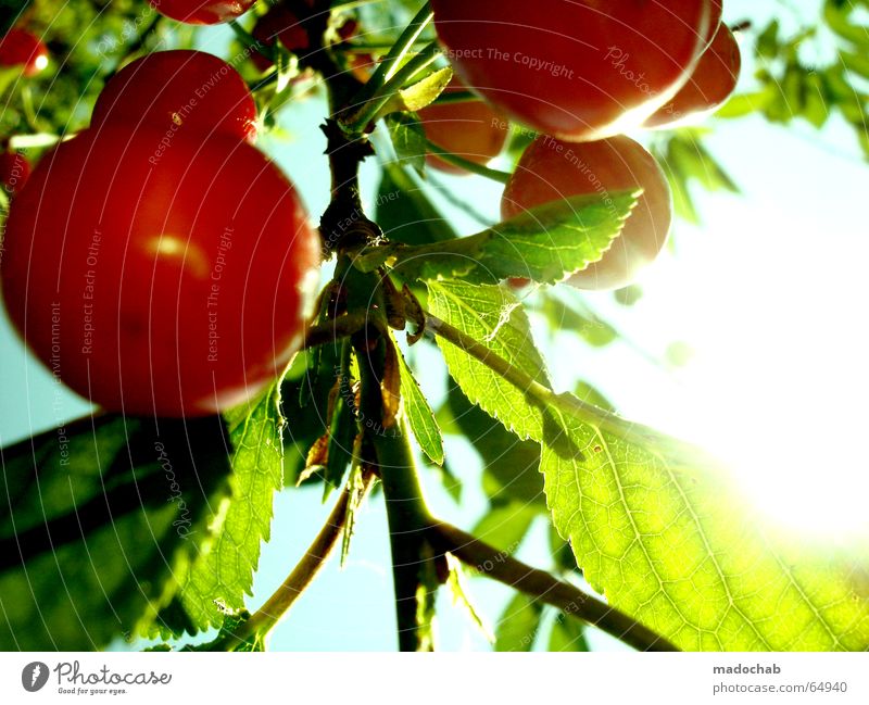 KIRSCHE |  | kirschen obst sommer sonne glück freude vitamine Kirsche Baum rot grün Sonne Gegenlicht Trinkwasser süß schön Romantik lecker frisch Erfrischung