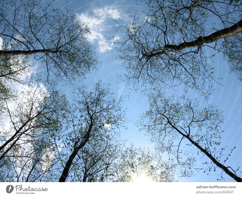 Der Tag danach Wald Baum Winter kalt Wolken Einsamkeit Physik Hoffnung trist verloren Holz stehen Beerdigung Open Air Luft Umwelt Waldsterben nicht italien blau