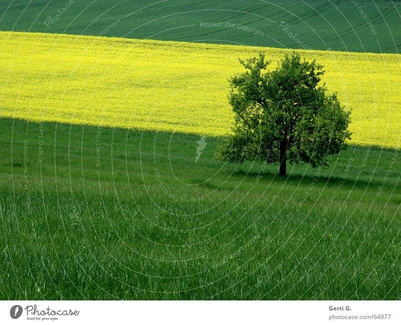 quer_feld_ein grün gelb Raps Wiese Gras Feld Rapsfeld Baum Einsamkeit einzeln Baumschatten Streifen gestreift graphisch Sommer Farbe Single Schatten verrückt