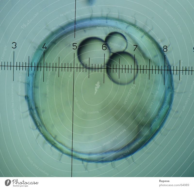 Medaka II Mikroskop Skala untersuchen Zoologie Praktikum Embryo Eigelb Chorion Entwicklung Wachstum Fortpflanzung Studium Biologie mikroskopieren zeichnen
