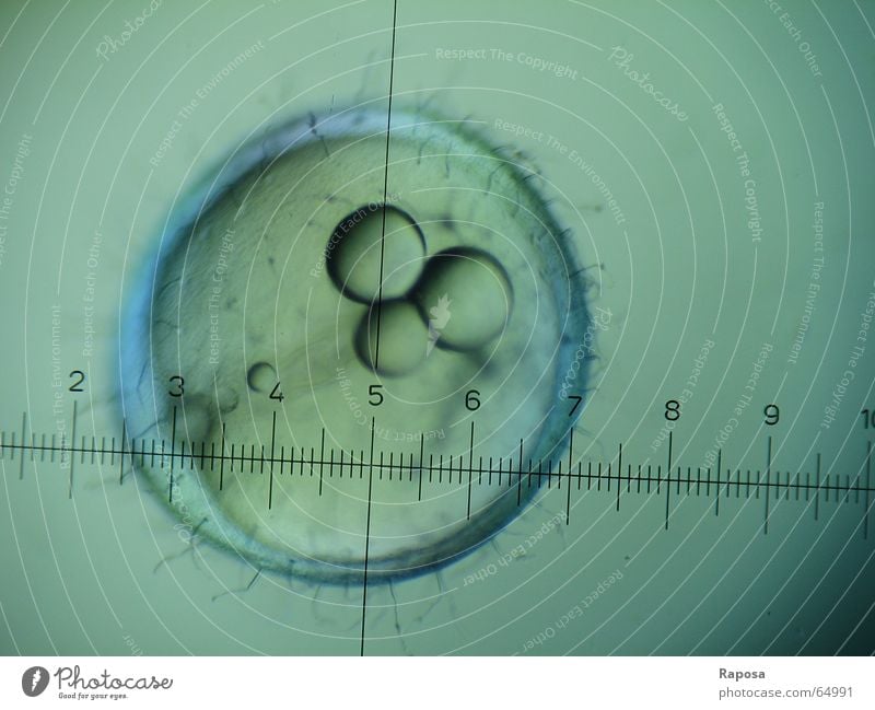 Japanischer Reiskärpling oder Medaka III Zoologie Praktikum Mikroskop entdecken Embryo Chorion Entwicklung Wachstum Studium Biologie Skala mikroskopieren Blick