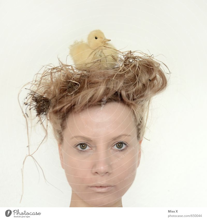 Nestwärme Haare & Frisuren Mensch Frau Erwachsene Kopf 1 18-30 Jahre Jugendliche blond Zopf Vogel Tierjunges sitzen klein niedlich Schutz Geborgenheit