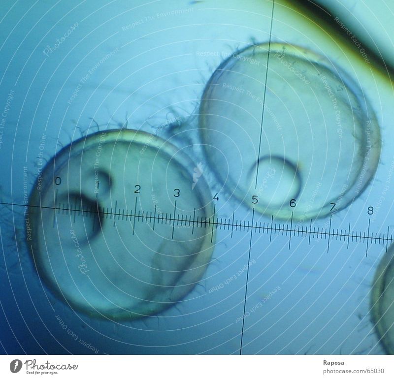 Fischembryonen oder Medaka IV Mikroskop untersuchen Praktikum Studium Biologie Zoologie Eigelb Chorion Wachstum Entwicklung Fortpflanzung Skala forschen medaka