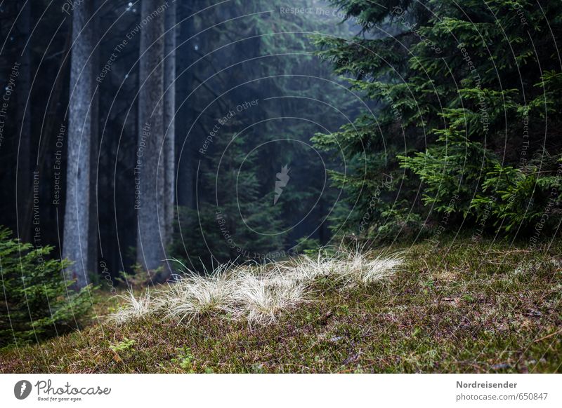 Die Großen und die Kleinen wandern Natur Landschaft Pflanze Baum Moos Wald Wege & Pfade dunkel Hoffnung geheimnisvoll Thüringer Wald Waldboden Nadelwald