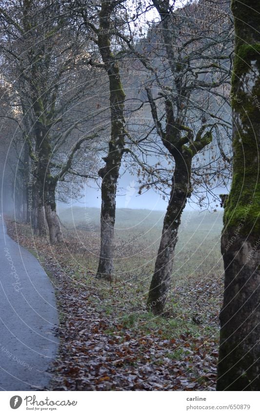 Nebel auf dem Weg zum Nebelhorn Natur Landschaft Pflanze Herbst Wetter Baum Wiese Wald Berge u. Gebirge Holz Trauer Tod Schmerz Sehnsucht Einsamkeit Angst