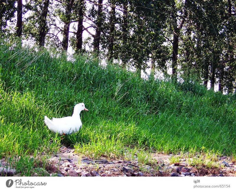 ohne tarnung Gans Albino Schnabel Tier Lebewesen Ernährung weiß Wald Baum Wiese grün Reflexion & Spiegelung Natur intensiv Wildnis Gras Außenaufnahme Ente
