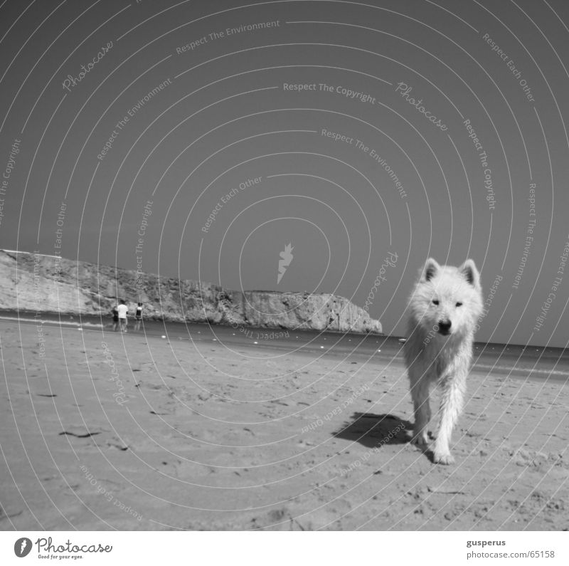 {greyhound} Hund Husky Strand Physik Portugal schön Wärme Sand Wasser Bucht Schönes Wetter zutraulich junger hund Schwarzweißfoto dog heat water bay