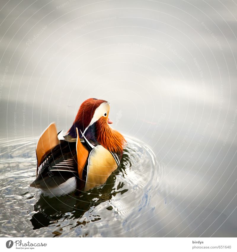 Mandarinente Wasser Teich See Ente 1 Tier Schwimmen & Baden ästhetisch exotisch positiv schön mehrfarbig ruhig Leben Bewegung Natur Wellen Erpel Farbfoto