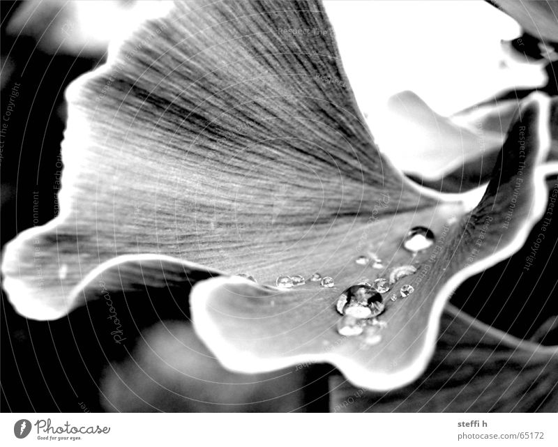 Ginko nach dem Regen Ginkgo Blatt Wassertropfen Erholung Blume Blüte Baum ruhig Pflanze