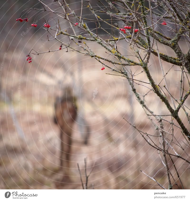 gestaltbar Natur Landschaft Winter Sträucher Wildpflanze Moor Sumpf Zeichen dunkel Mensch Beeren rot unheimlich Erscheinung Volksglaube Wahrsagerei Zwerg Elfe