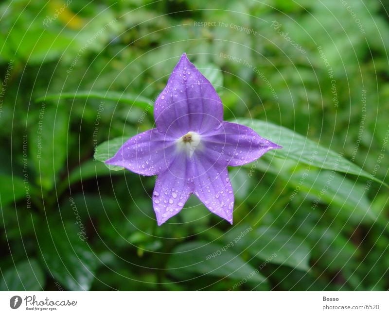 Blue flower Nahaufnahme Costa Rica Flower Detailaufnahme Water drops