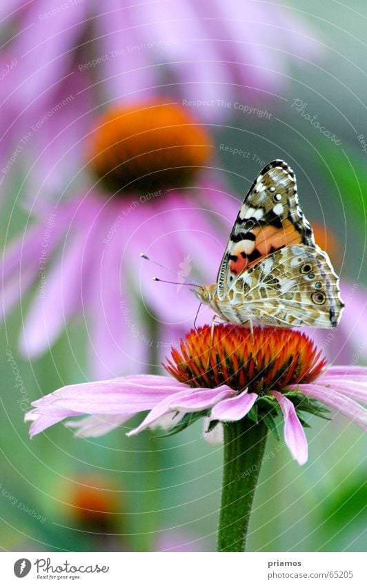 Insel der Seeligen Schmetterling Blume mehrfarbig Fühler färbig flower colour Flügel