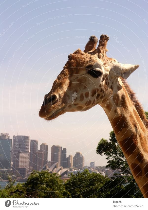 Sydneysider Stadt Zoo Kunst Tier Außenaufnahme Leben Skyline Schönes Wetter Giraffe Landschaft