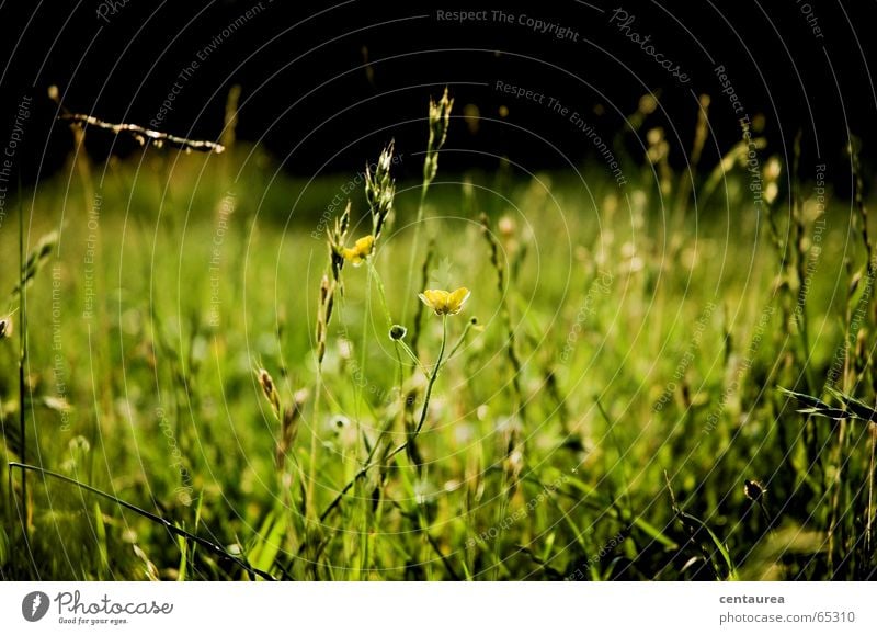 ...wenn man sich auf einer Wiese wälzt... Blume Gras Sommer See Insekt liegen wälzen Erde Erholung lesen ruhig