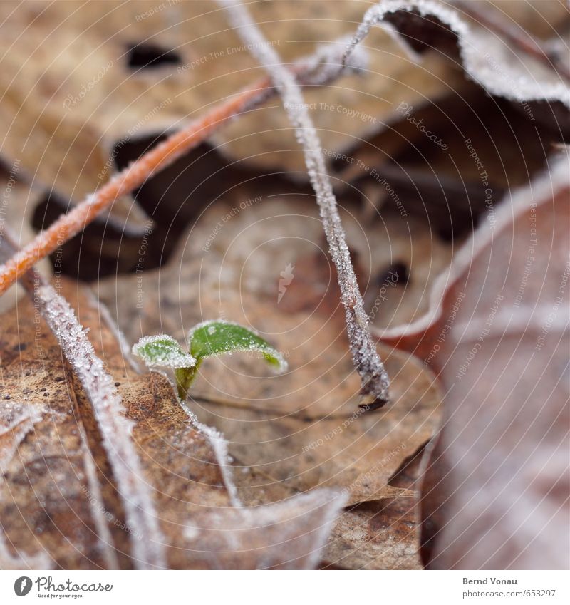 klein anfangen Natur Pflanze Blatt braun grau grün schwarz frisch verwundbar Frost Raureif Stengel Blattadern Eis oben aufstrebend Frühling Winter Wachstum