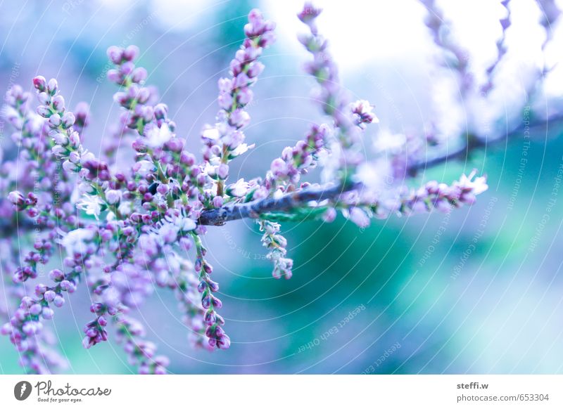blühender zweig Sommer Garten Natur Pflanze Sträucher Blüte violett türkis Farbfoto Außenaufnahme Nahaufnahme Tag Unschärfe