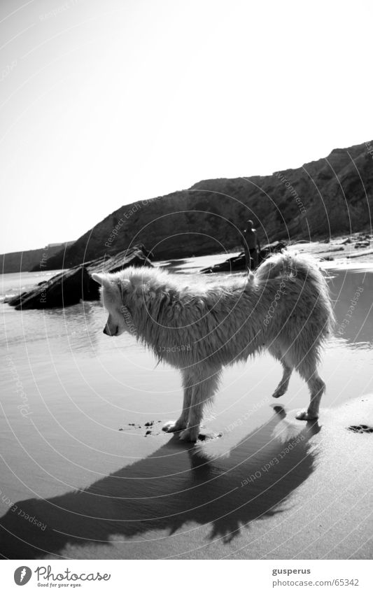{greyhound II} Hund Husky Strand Physik Portugal schön Wärme Sand Wasser Bucht Schönes Wetter zutraulich junger hund Schwarzweißfoto dog heat water bay