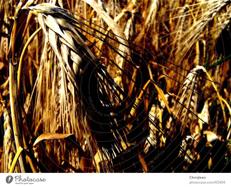 Titellos Getreide Natur Feld gelb Weizen Gerste Halm Belichtung trace traces Korn wheat äre dunkelgelb Schatten