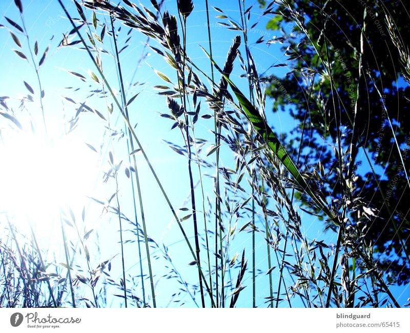 Grasvorhang Sträucher Gegenlicht blenden grün Froschperspektive unten Sonne Himmel blau wildwiese